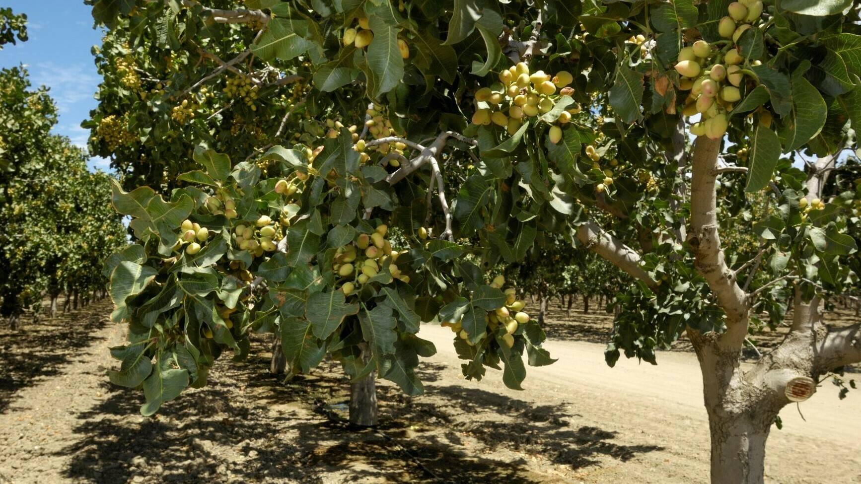 projar soluciones pistacho tamaño ok (2)|projar foto_injerto_pistacho (002)